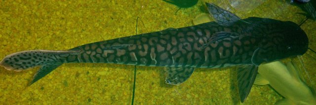 Terrosto 1.JPG Terrosto 1.JPG