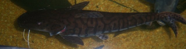 Yudee 1.JPG Yudee 1.JPG