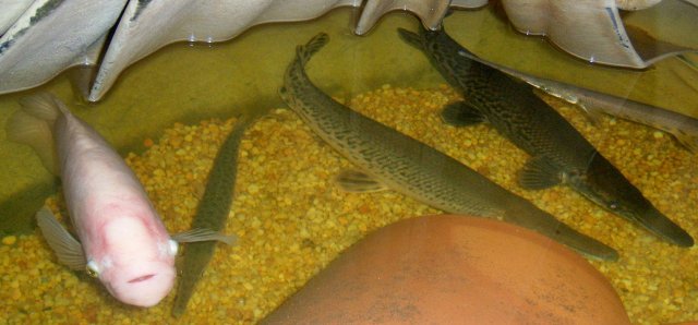 Gars 2.JPG Gars 2.JPG