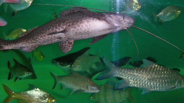 Leiarius marmoratus Fall 2015.JPG Leiarius marmoratus Fall 2015.JPG