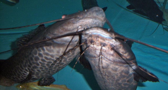 Leiarius marmoratus Feb 2015 1.JPG Leiarius marmoratus Feb 2015 1.JPG