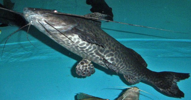 Leiarius marmoratus Feb 2015 3.JPG Leiarius marmoratus Feb 2015 3.JPG