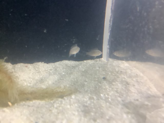 D01F7A96-E2EF-4104-B0A6-260711310D3C.jpeg D01F7A96-E2EF-4104-B0A6-260711310D3C.jpeg