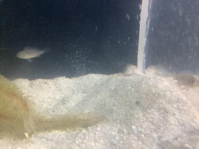 87BF8375-4577-4C6A-BE2C-8F548183CA58.jpeg 87BF8375-4577-4C6A-BE2C-8F548183CA58.jpeg