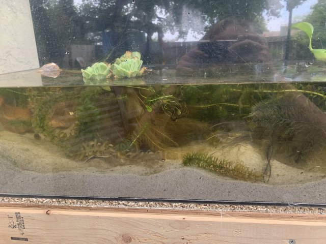 2154226F-ABFF-4EB8-9272-A1AEC5A11ABB.jpeg 2154226F-ABFF-4EB8-9272-A1AEC5A11ABB.jpeg