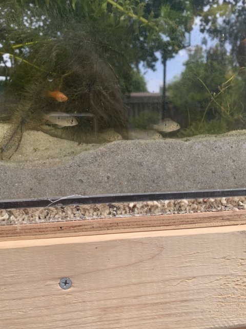 F774D818-BE20-4EBB-8FA0-8426C5438239.jpeg F774D818-BE20-4EBB-8FA0-8426C5438239.jpeg