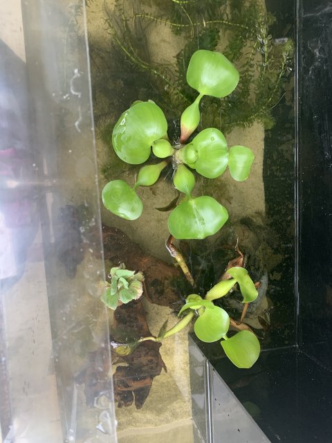 3D2E7382-46DB-40C2-9F52-AAA6A6EBA174.jpeg 3D2E7382-46DB-40C2-9F52-AAA6A6EBA174.jpeg