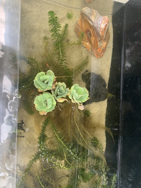 9D01FE90-46FC-4850-B88C-740ECD611599.jpeg 9D01FE90-46FC-4850-B88C-740ECD611599.jpeg