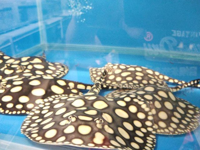 received_2941914329414426.jpeg received_2941914329414426.jpeg