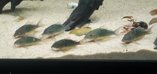 20210802_KY 240 - Brochi.jpg 20210802_KY 240 - Brochi.jpg