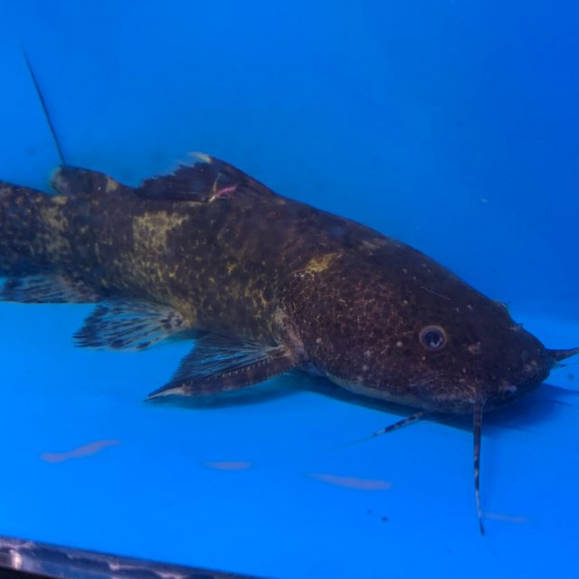 exoticfishshop.com-marbled-jelly-catfish-03.jpg