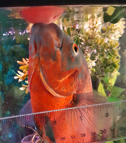 Brick n Ball.jpg Brick n Ball.jpg