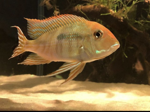 13AA0132-4A6F-4B91-BDAD-9C16ECBAECB3.jpeg 13AA0132-4A6F-4B91-BDAD-9C16ECBAECB3.jpeg