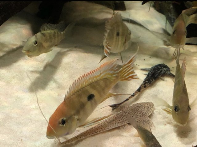 BABF8AB1-B7AD-4147-A2A8-483E73F21557.jpeg BABF8AB1-B7AD-4147-A2A8-483E73F21557.jpeg