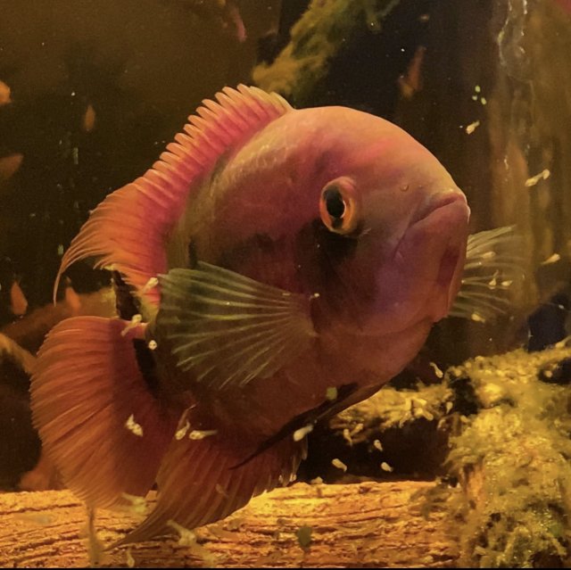 DE2D51CF-A346-4DD6-8257-FA12D50C0509.jpeg DE2D51CF-A346-4DD6-8257-FA12D50C0509.jpeg