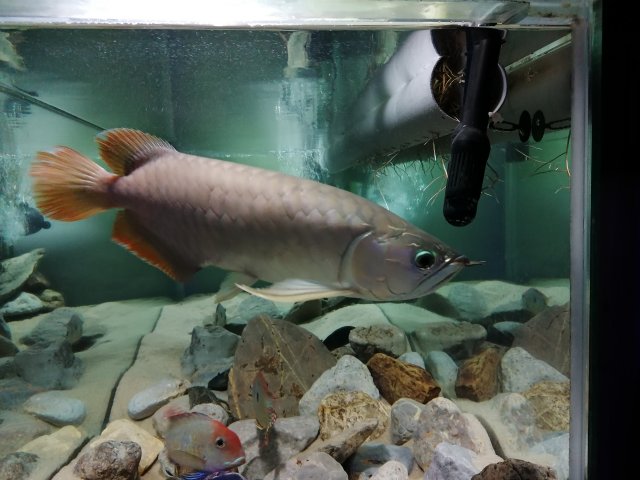 Arowana Aug.2021.jpg