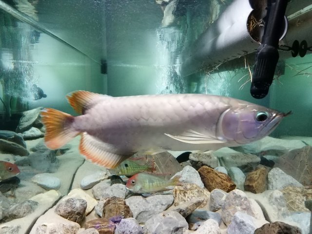 Arowana Aug2021..jpg