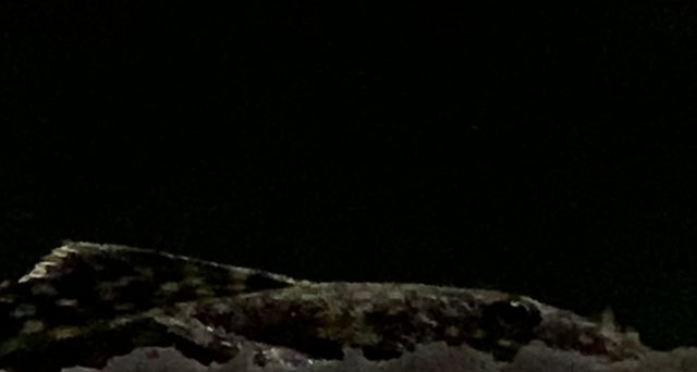 356F07E0-4D6C-4887-AE24-847DB3AEED1A.jpeg