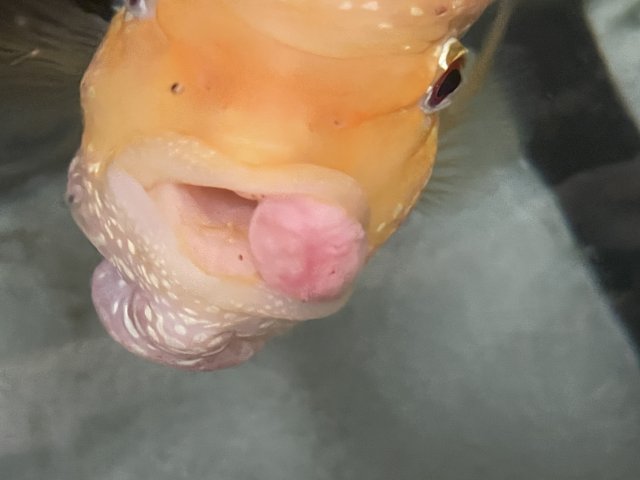 4349BD62-258C-416A-8BEC-2BDF9D9C1033.jpeg 4349BD62-258C-416A-8BEC-2BDF9D9C1033.jpeg