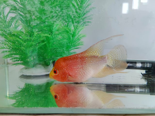 IMG_20210811_125409__01.jpg IMG_20210811_125409__01.jpg