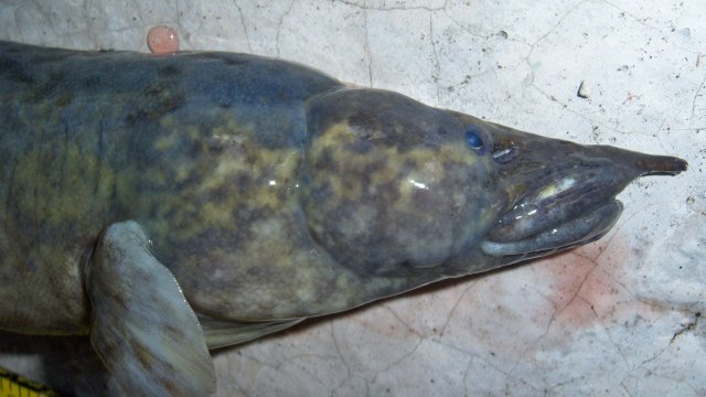 100_9545.JPG 100_9545.JPG