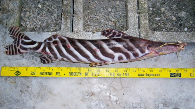 100_9697.JPG