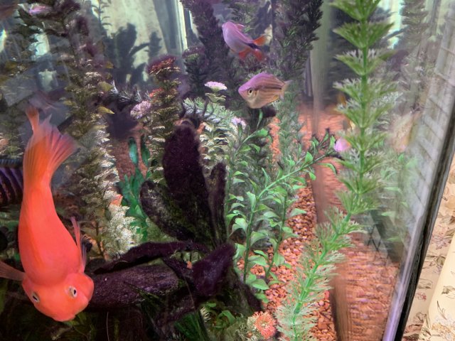 1A1B8F32-0313-456A-A589-F6504D0BE8FF.jpeg 1A1B8F32-0313-456A-A589-F6504D0BE8FF.jpeg