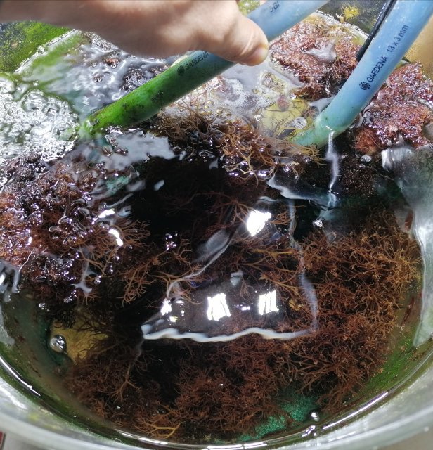 Macroalgae3.jpg