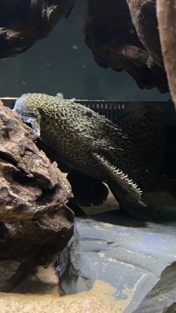 1C66673C-66C4-44D2-88E4-C57D51F4566C.jpeg 1C66673C-66C4-44D2-88E4-C57D51F4566C.jpeg