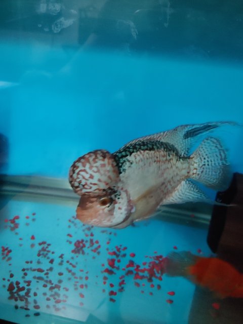 20210826_122737.jpg 20210826_122737.jpg