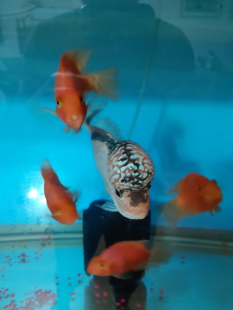 20210826_122719.jpg 20210826_122719.jpg