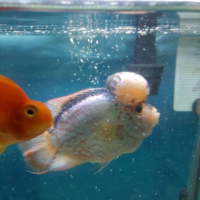 IMG_20210825_220613_614.jpg IMG_20210825_220613_614.jpg