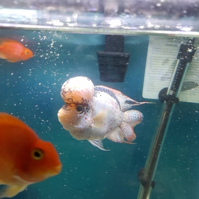 IMG_20210825_220613_626.jpg IMG_20210825_220613_626.jpg