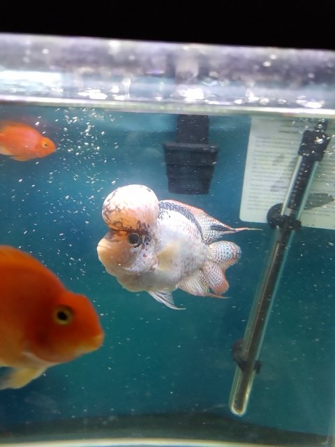 20210820_093335.jpg 20210820_093335.jpg