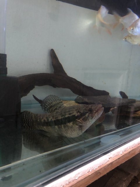 66AF2149-1581-4F79-9C2C-F63C64DD2931.jpeg 66AF2149-1581-4F79-9C2C-F63C64DD2931.jpeg