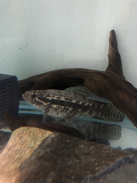 1A829EB2-C25B-4883-8CCB-EE2FCAD3435B.jpeg 1A829EB2-C25B-4883-8CCB-EE2FCAD3435B.jpeg