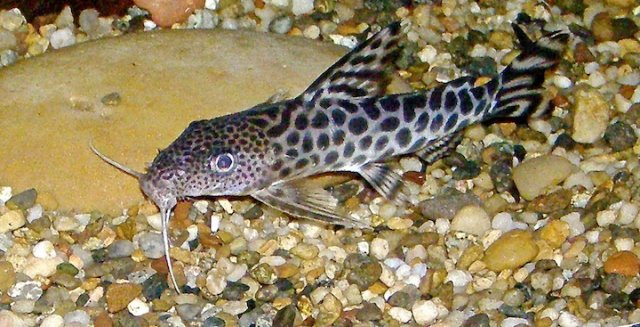 S. Pardalis smaller.JPG