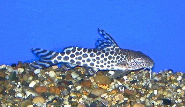 S.Pardalis Large.JPG