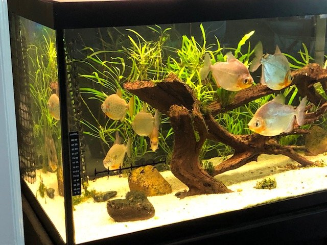 Metynnis spp Corner TANK SHOP IMG_0376.jpg