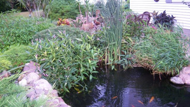 Pond 19.JPG