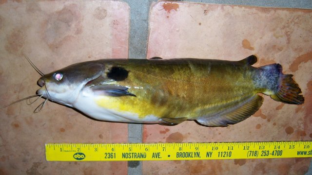 Suncat, 4th 1.JPG Suncat, 4th 1.JPG