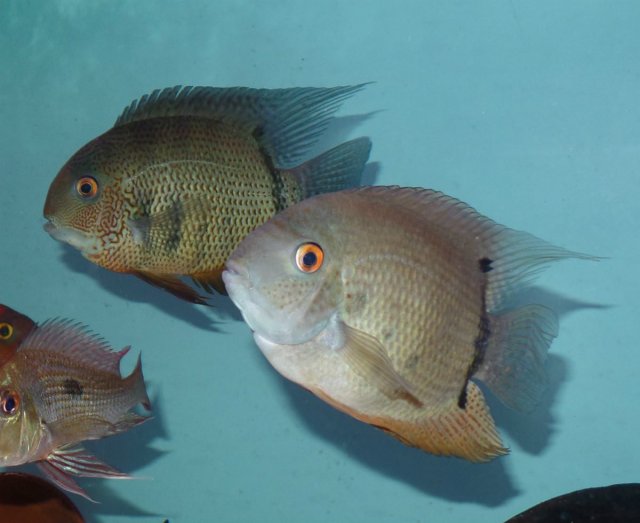 efasciatus.jpg