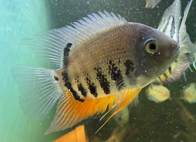 appendiculatus.JPG