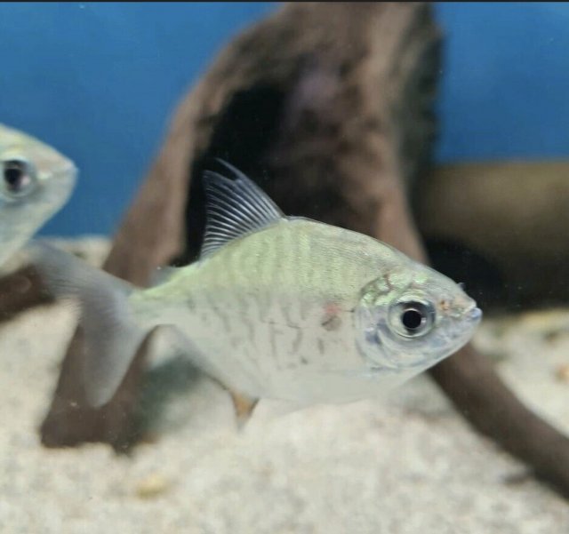 Screenshot_20210917-051441_eBay Kleinanzeigen.jpg