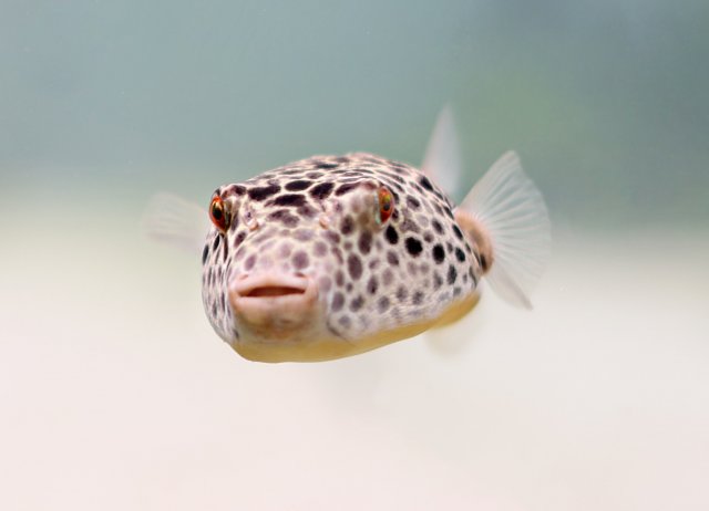 Teatraodon_Duboisi_02.JPG Teatraodon_Duboisi_02.JPG