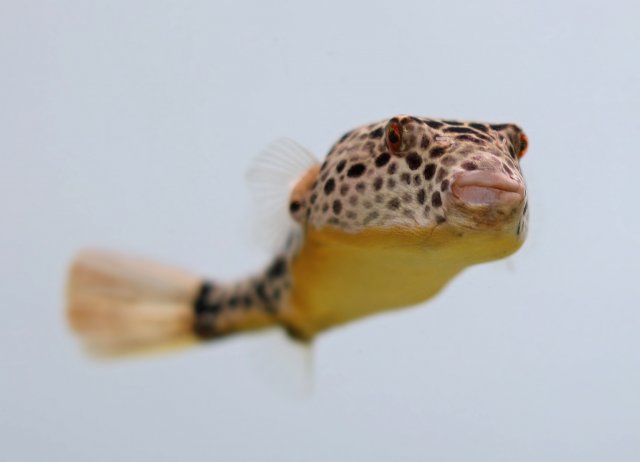 Teatraodon_Duboisi_12.JPG Teatraodon_Duboisi_12.JPG