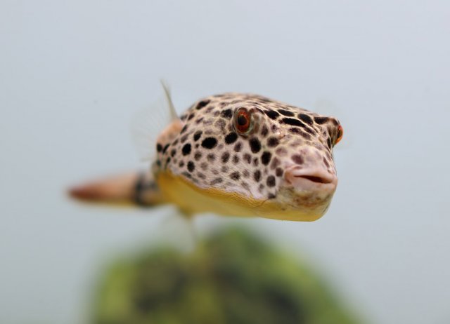 Teatraodon_Duboisi_16.JPG Teatraodon_Duboisi_16.JPG