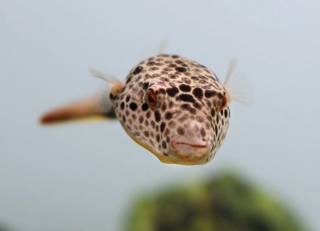 Teatraodon_Duboisi_17.JPG