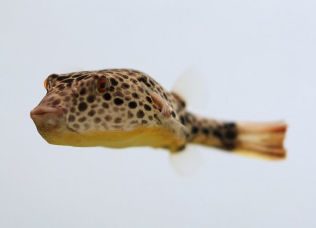 Teatraodon_Duboisi_23.JPG
