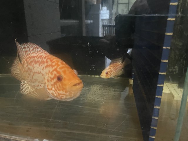 23940E07-C7C2-45E3-A716-1E54826EE647.jpeg